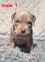 Teddy, a male American Bully for sale in Spartanburg, SC – 1 of 5