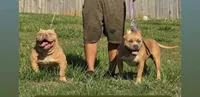 Teddy, a male American Bully for sale in Spartanburg, SC – 5 of 5