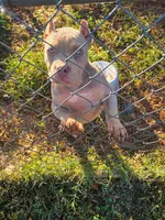 Teddy, a male American Bully for sale in Spartanburg, SC – 4 of 5
