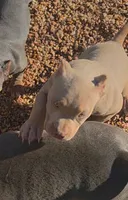 Teddy, a male American Bully for sale in Spartanburg, SC – 3 of 5