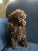 Hershey , a female Poodle - Toy  for sale in Ocala, FL – 2 of 2