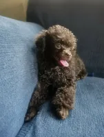 Hershey , a female Poodle - Toy  for sale in Ocala, FL – 1 of 2