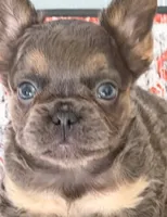 Blue and tan AKC Fluffy girl, a female French Bulldog for sale in Ocala, FL – 3 of 3