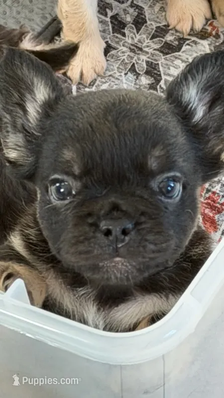 Black and tan female AKC Fluffy  – French Bulldog puppy for sale in Ocala, FL