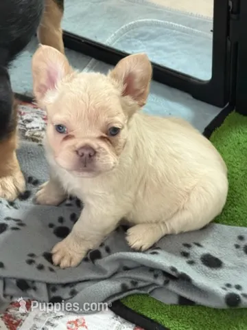Biggie  – French Bulldog puppy for sale in Ocala, FL