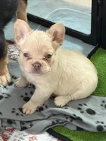 Biggie , a female French Bulldog for sale in Ocala, FL – 1 of 1