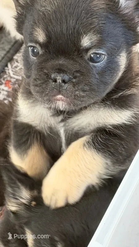 Black and tan male AKC Fluffy  – French Bulldog puppy for sale in Ocala, FL