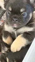 Black and tan male AKC Fluffy , a male French Bulldog for sale in Ocala, FL – 1 of 1