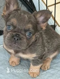 Blue and tan AKC Fluffy girl – French Bulldog puppy for sale in Ocala, FL