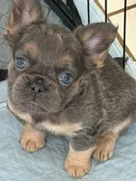 Blue and tan AKC Fluffy girl, a female French Bulldog for sale in Ocala, FL – 1 of 3