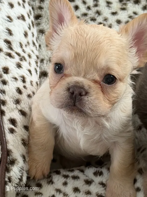 CC smalls (AKC) Fluffy  – French Bulldog puppy for sale in Ocala, FL
