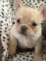 CC smalls (AKC) Fluffy , a female French Bulldog for sale in Ocala, FL – 1 of 1