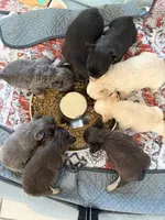 Blue and tan AKC Fluffy girl, a female French Bulldog for sale in Ocala, FL – 2 of 3