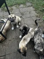 Anatolian Shepherd Puppies, a male Anatolian Shepherd Dog for sale in Blissfield, MI – 4 of 5