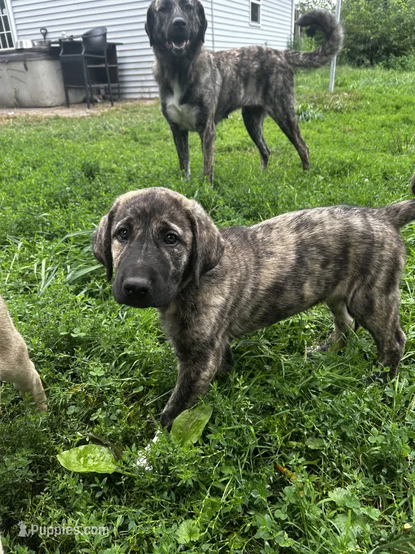Anatolian Shepherd Puppies – Anatolian Shepherd Dog puppy for sale in Blissfield, MI