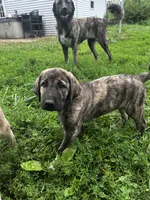 Anatolian Shepherd Puppies, a male Anatolian Shepherd Dog for sale in Blissfield, MI – 1 of 5