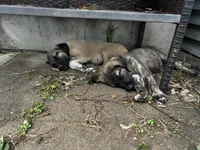 Anatolian Shepherd Puppies, a male Anatolian Shepherd Dog for sale in Blissfield, MI – 3 of 5
