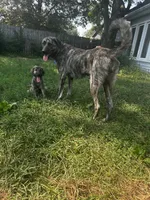 Anatolian Shepherd Puppies, a male Anatolian Shepherd Dog for sale in Blissfield, MI – 5 of 5