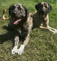 Anatolian Shepherd Puppies, a male Anatolian Shepherd Dog for sale in Blissfield, MI – 2 of 5