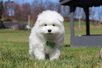 Leo, a male Samoyed for sale in Millersburg, OH – Photo 7 of 10