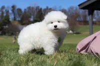 Leo, a male Samoyed for sale in Millersburg, OH – Photo 8 of 10