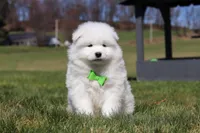 Leo, a male Samoyed for sale in Millersburg, OH – Photo 3 of 10