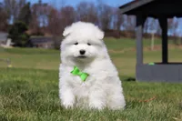 Leo, a male Samoyed for sale in Millersburg, OH – Photo 5 of 10