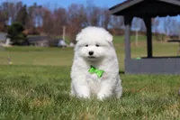 Leo, a male Samoyed for sale in Millersburg, OH – Photo 9 of 10