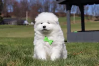 Leo, a male Samoyed for sale in Millersburg, OH – Photo 2 of 10