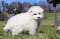 Leo, a male Samoyed for sale in Millersburg, OH – Photo 1 of 10