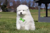 Leo, a male Samoyed for sale in Millersburg, OH – Photo 4 of 10