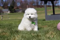 Leo, a male Samoyed for sale in Millersburg, OH – Photo 10 of 10