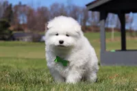 Leo, a male Samoyed for sale in Millersburg, OH – Photo 6 of 10