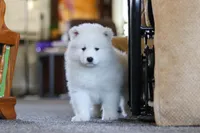 Millie, a female Samoyed for sale in Millersburg, OH – Photo 3 of 10