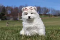 Millie, a female Samoyed for sale in Millersburg, OH – Photo 9 of 10