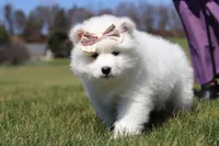 Millie, a female Samoyed for sale in Millersburg, OH – Photo 6 of 10