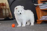 Millie, a female Samoyed for sale in Millersburg, OH – Photo 2 of 10
