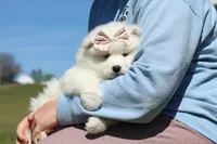 Millie, a female Samoyed for sale in Millersburg, OH – Photo 7 of 10