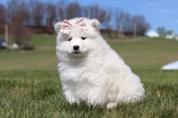 Millie, a female Samoyed for sale in Millersburg, OH – Photo 5 of 10