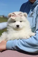 Millie, a female Samoyed for sale in Millersburg, OH – Photo 8 of 10