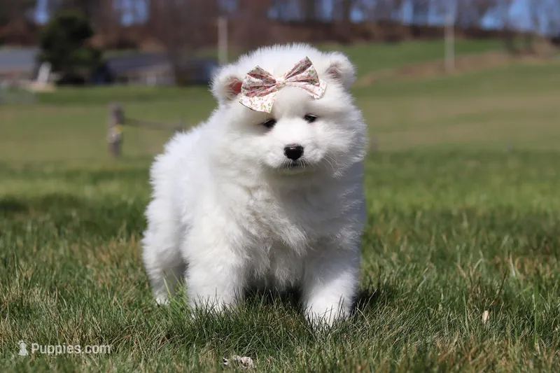 Millie – Samoyed puppy on hold in Millersburg, OH