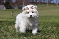Millie, a female Samoyed for sale in Millersburg, OH – Photo 1 of 10