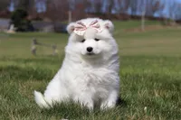 Millie, a female Samoyed for sale in Millersburg, OH – Photo 10 of 10