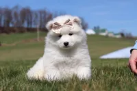 Millie, a female Samoyed for sale in Millersburg, OH – Photo 4 of 10