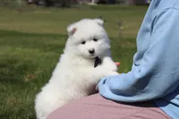Koda, a male Samoyed for sale in Millersburg, OH – Photo 10 of 10
