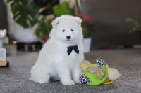 Koda, a male Samoyed for sale in Millersburg, OH – Photo 1 of 10