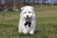 Koda, a male Samoyed for sale in Millersburg, OH – Photo 5 of 10