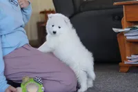 Koda, a male Samoyed for sale in Millersburg, OH – Photo 2 of 10