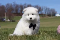 Koda, a male Samoyed for sale in Millersburg, OH – Photo 4 of 10