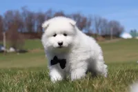 Koda, a male Samoyed for sale in Millersburg, OH – Photo 8 of 10